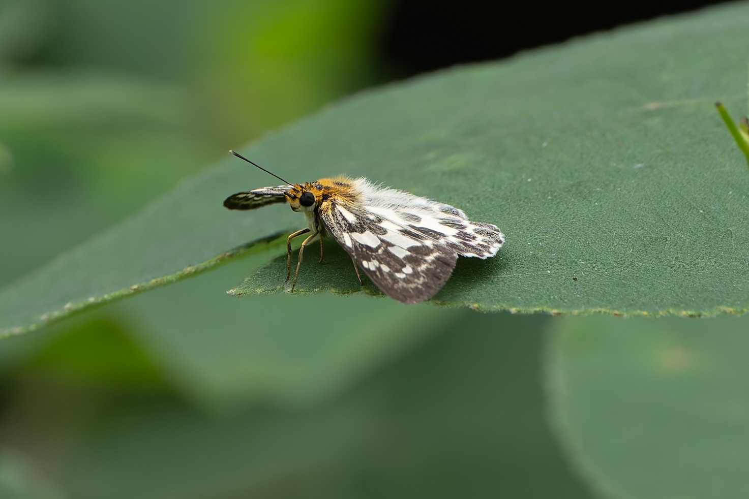 白弄蝶