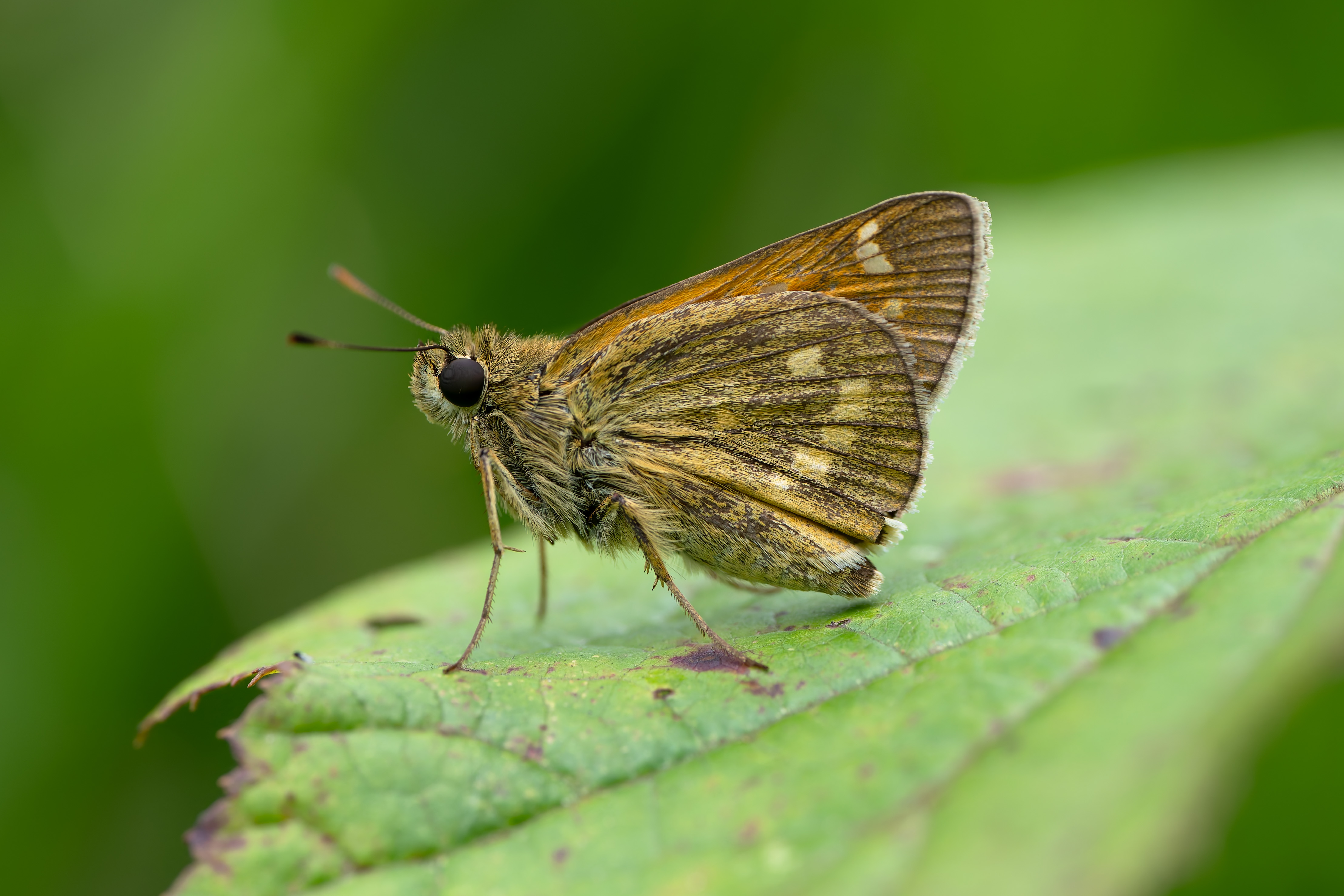 白斑赭弄蝶