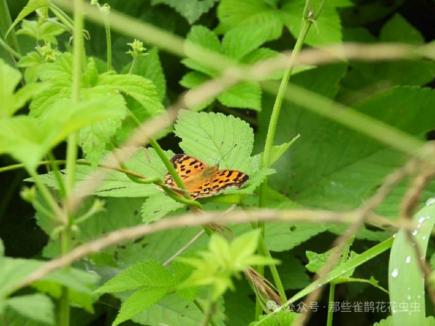 黄钩蛱蝶