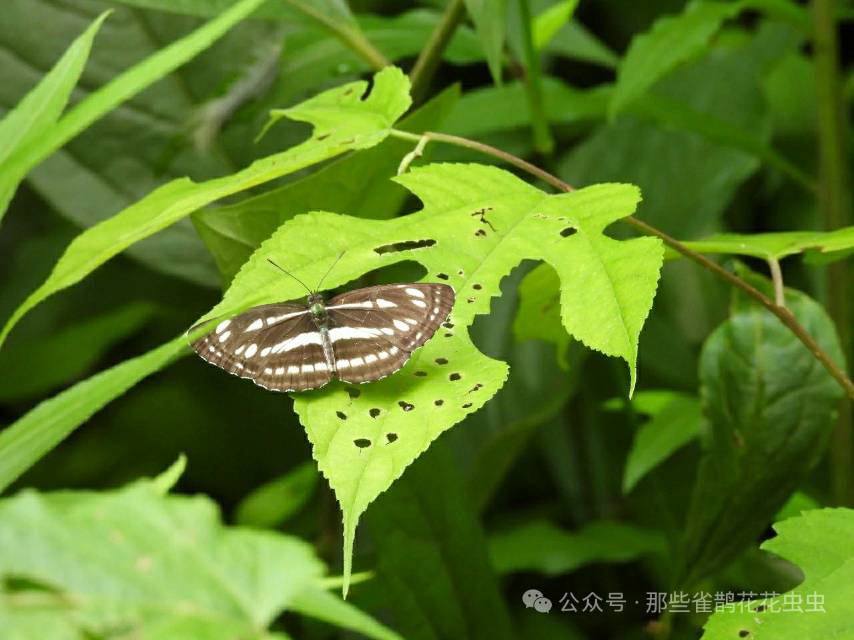 小环蛱蝶
