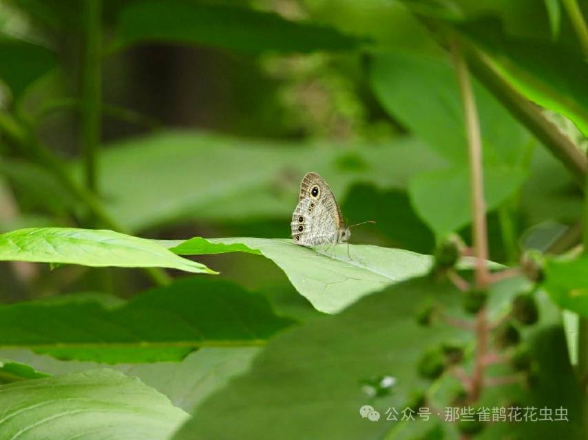 阿矍眼蝶