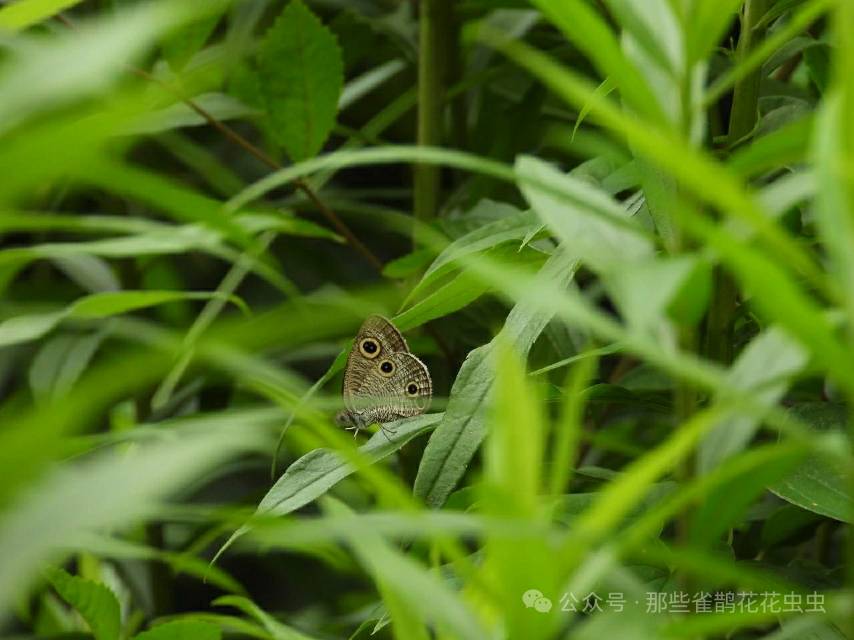 密纹矍眼蝶
