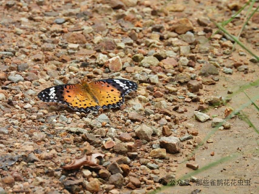 斐豹蛱蝶