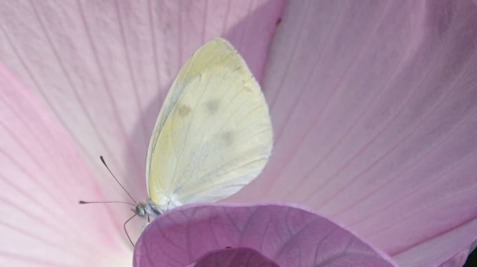 菜粉蝶