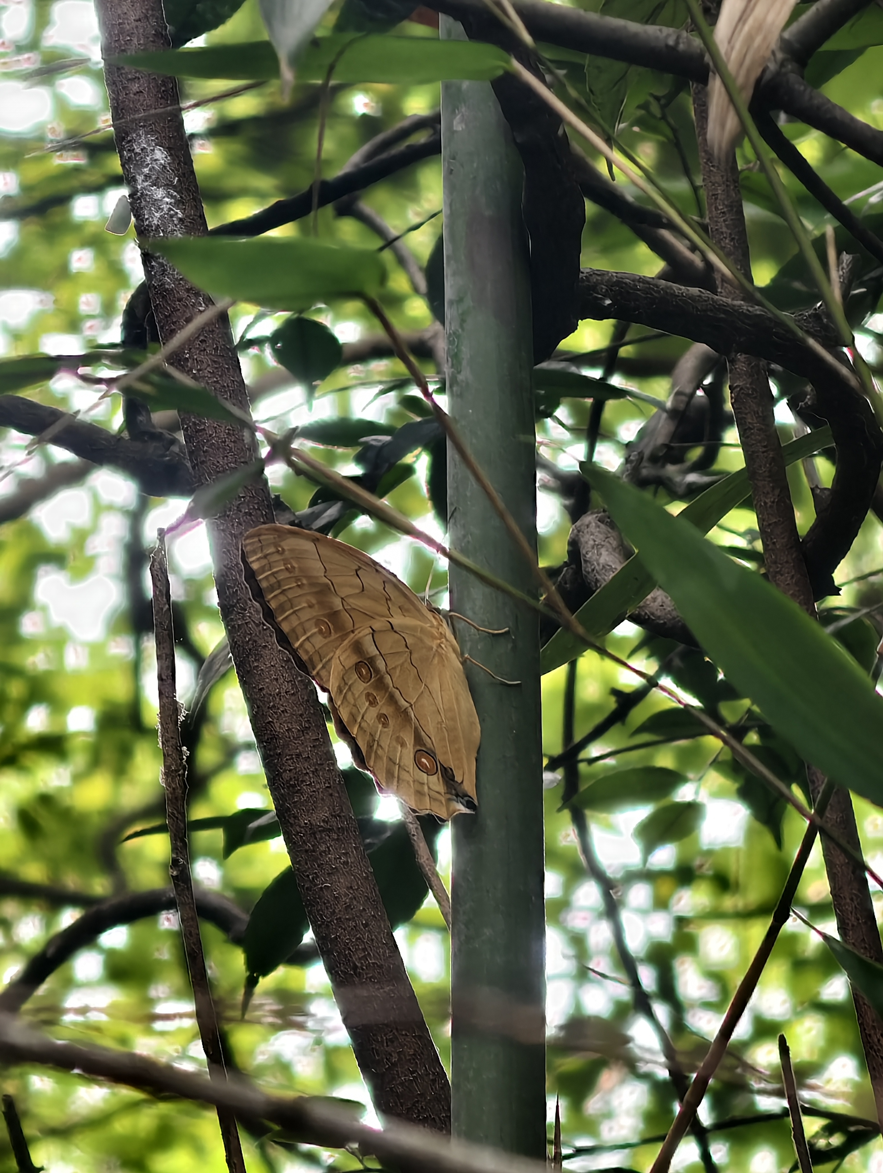 箭环蝶