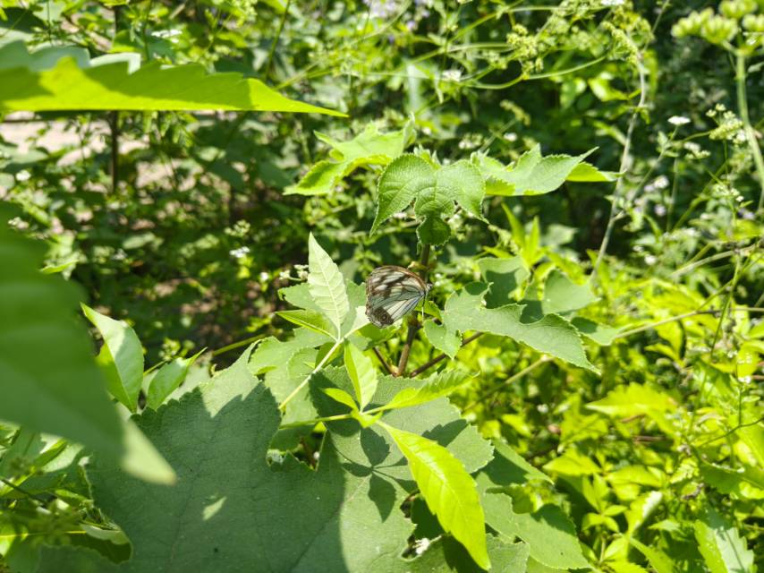 黑纱白眼蝶