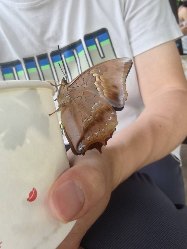 白带螯蛱蝶