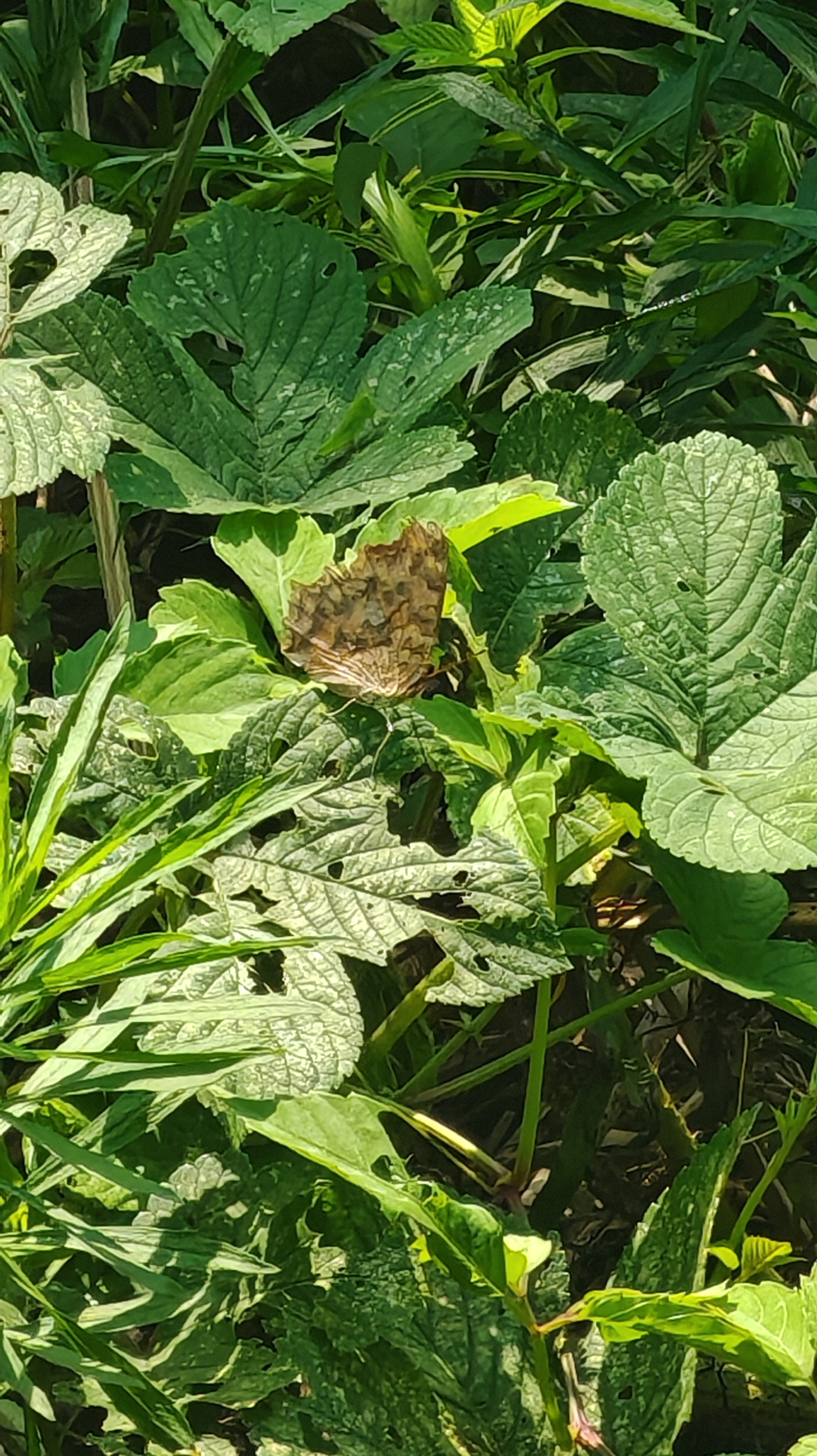 黄钩蛱蝶