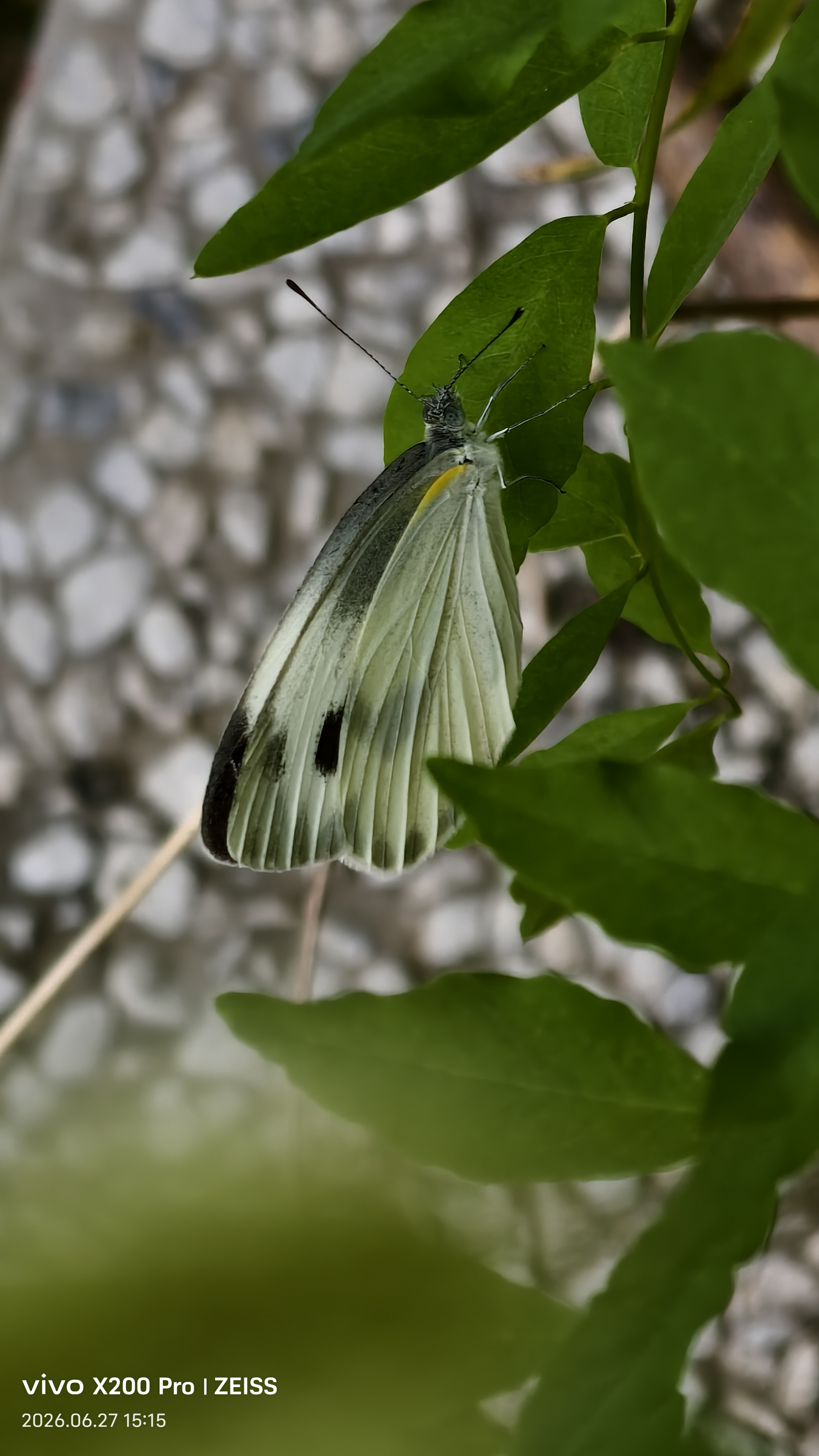 东方菜粉蝶