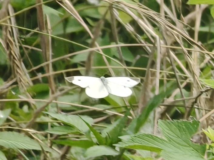 菜粉蝶