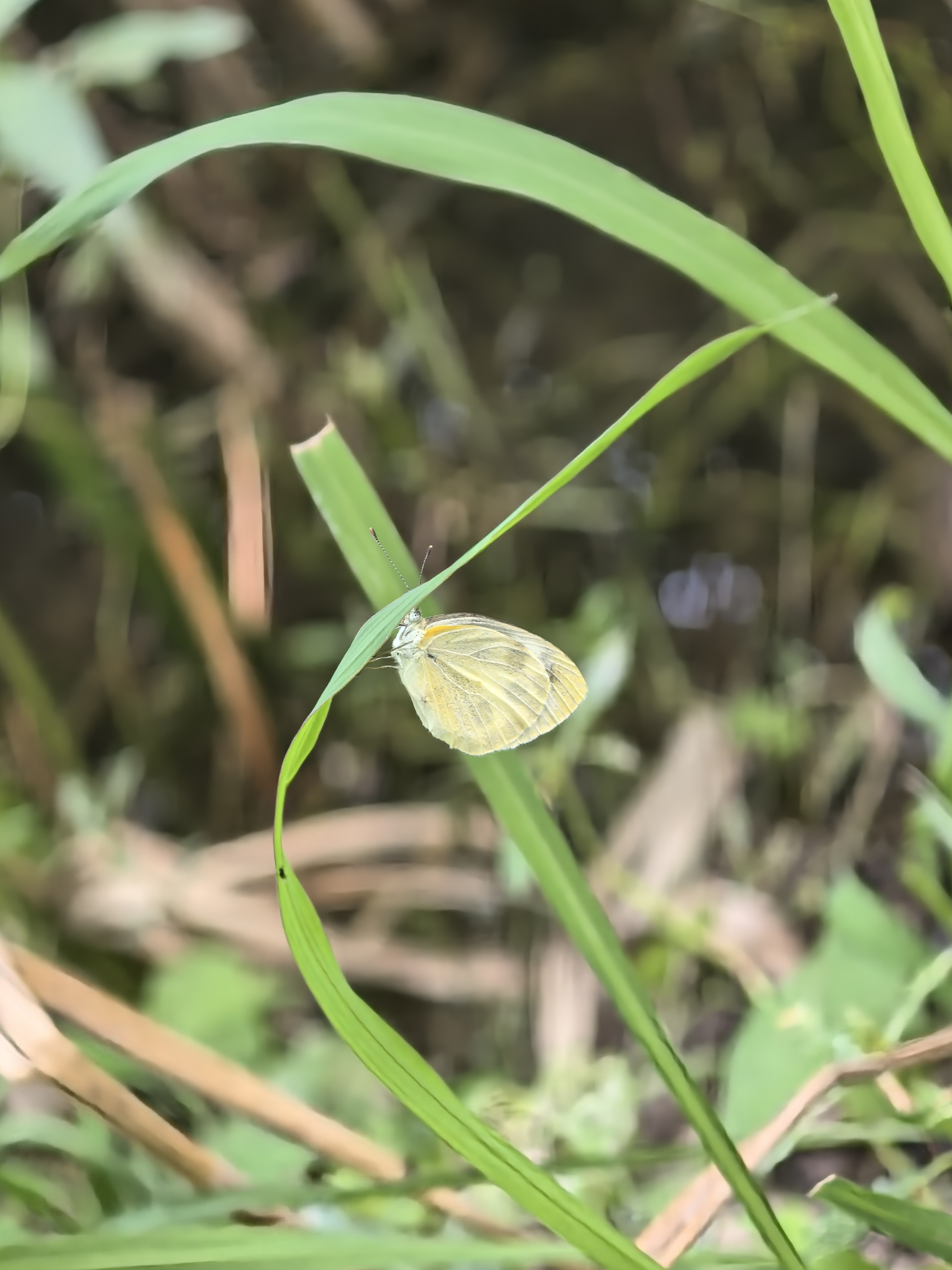 东方菜粉蝶