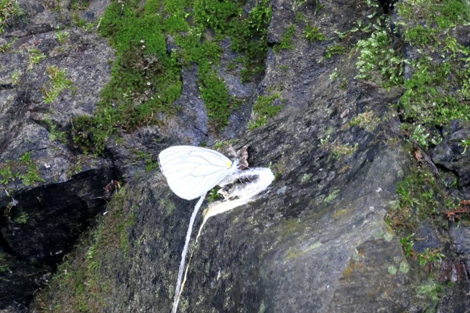 黑纹粉蝶