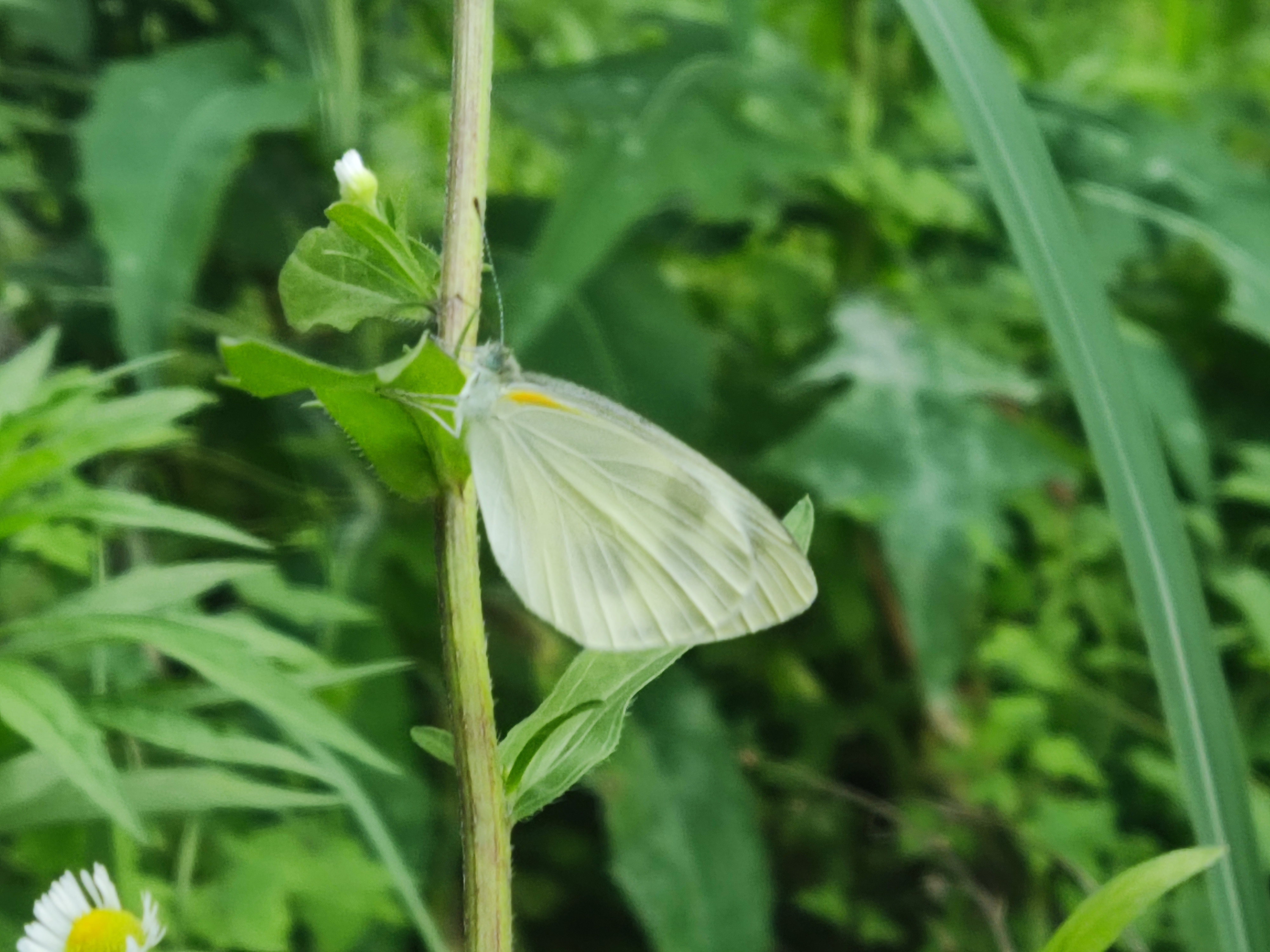 东方菜粉蝶