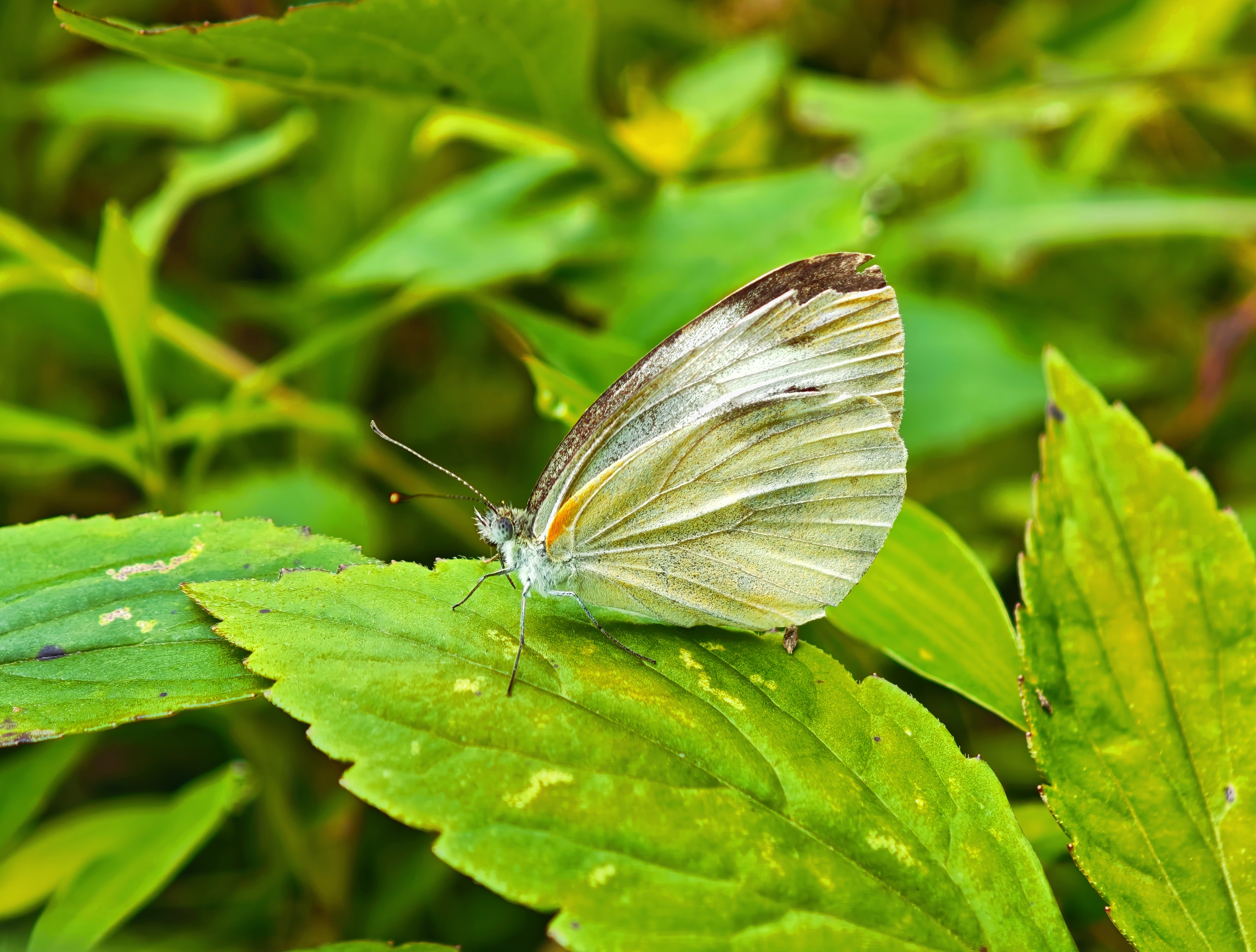 东方菜粉蝶