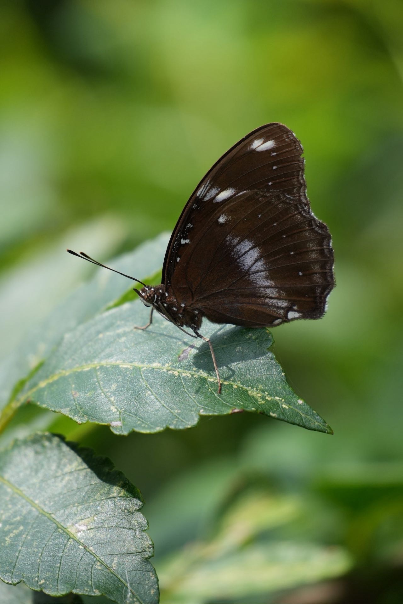 幻紫斑蛱蝶