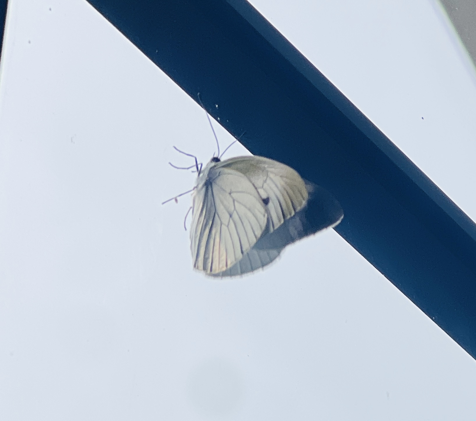 华东黑纹粉蝶