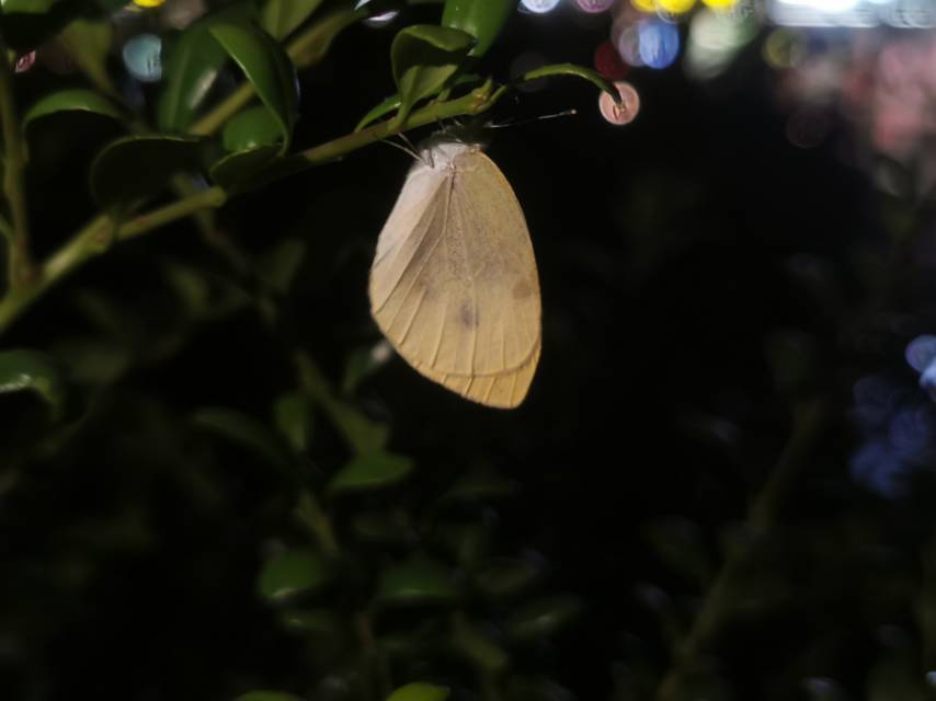 菜粉蝶