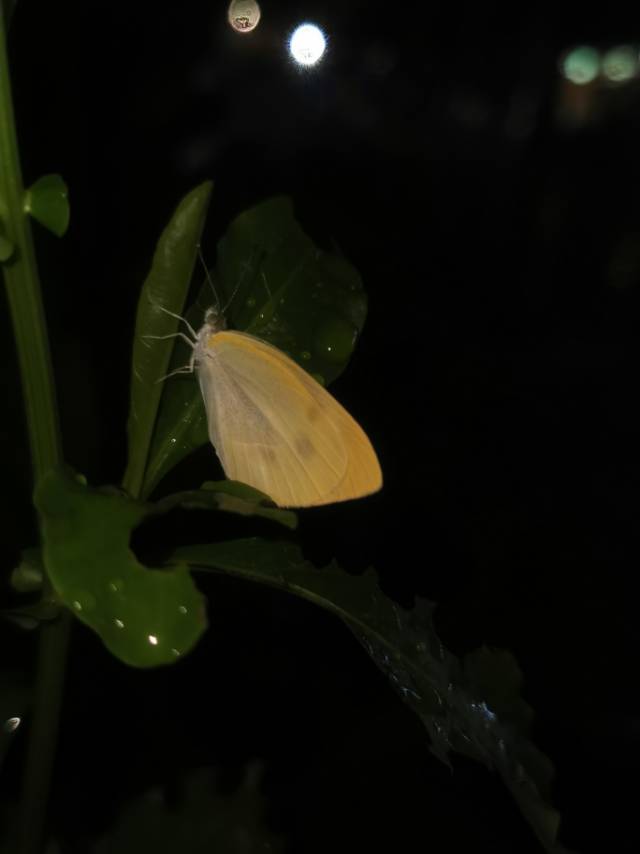菜粉蝶