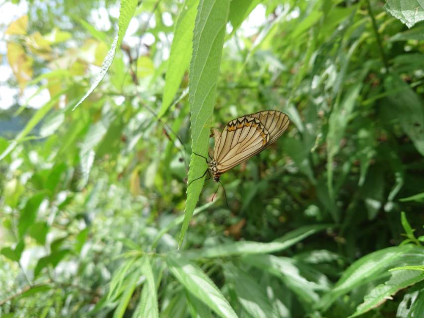 苎麻珍蝶