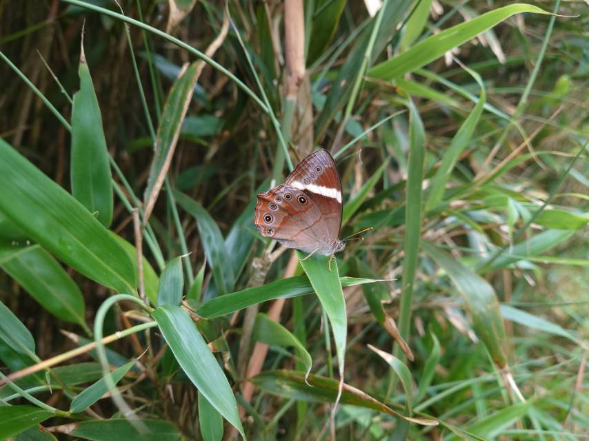 深山黛眼蝶