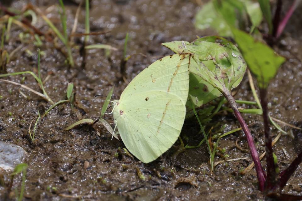 黑角方粉蝶
