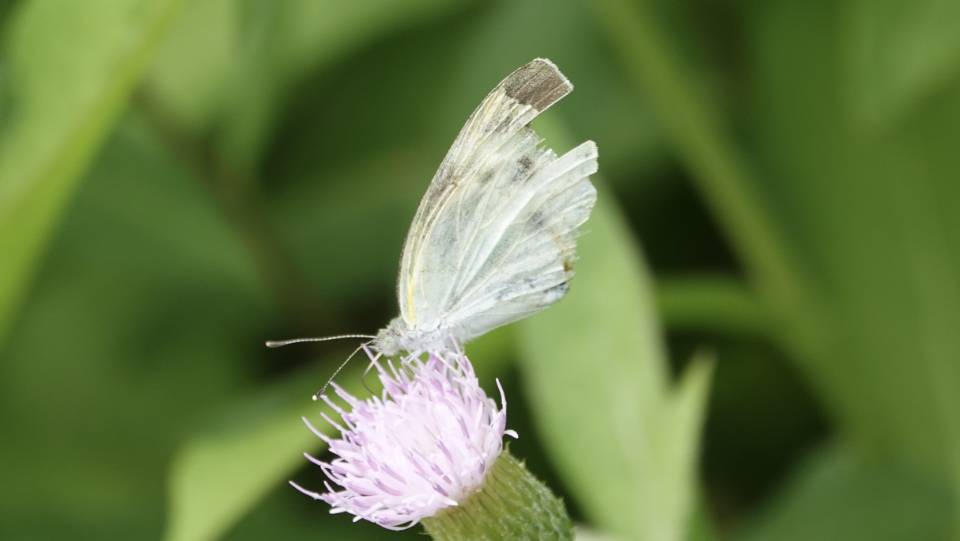 东方菜粉蝶