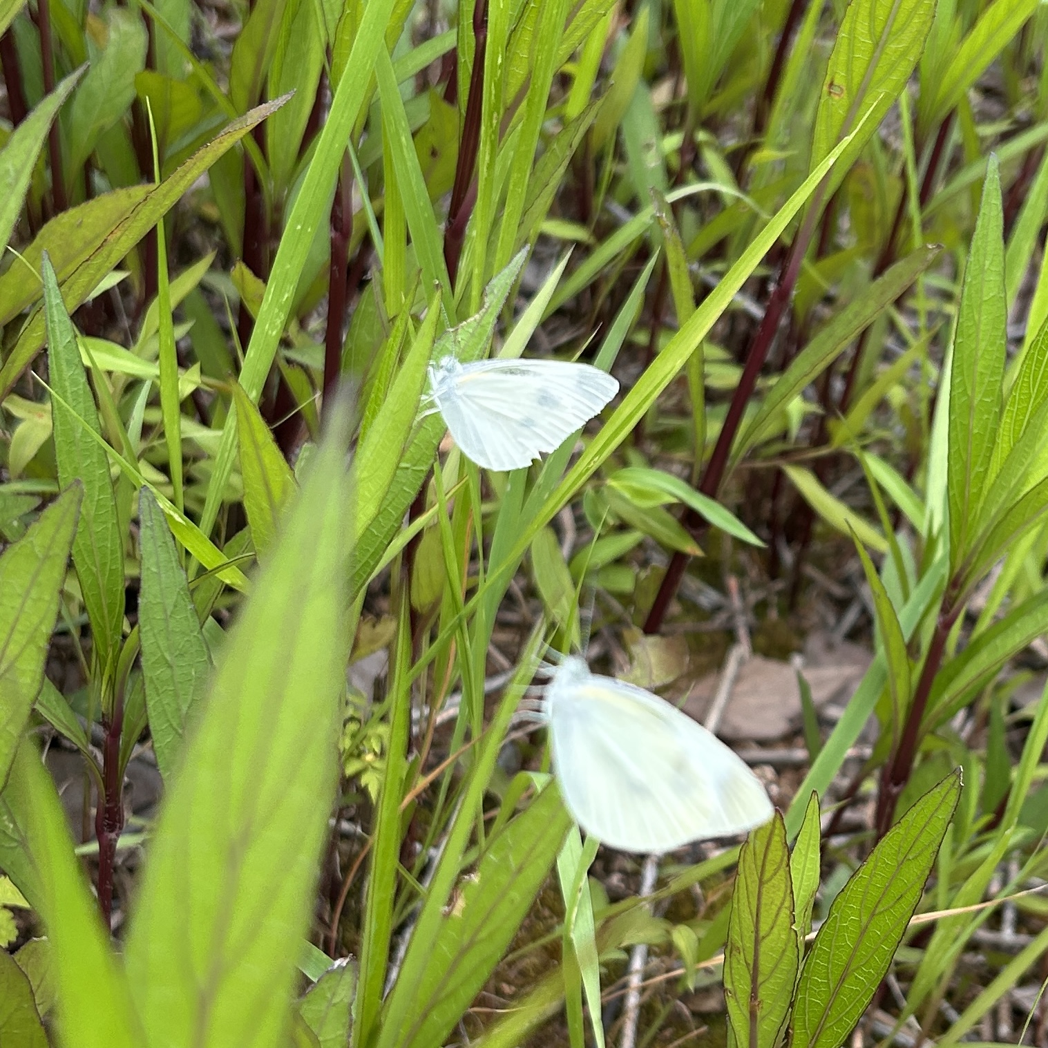 菜粉蝶