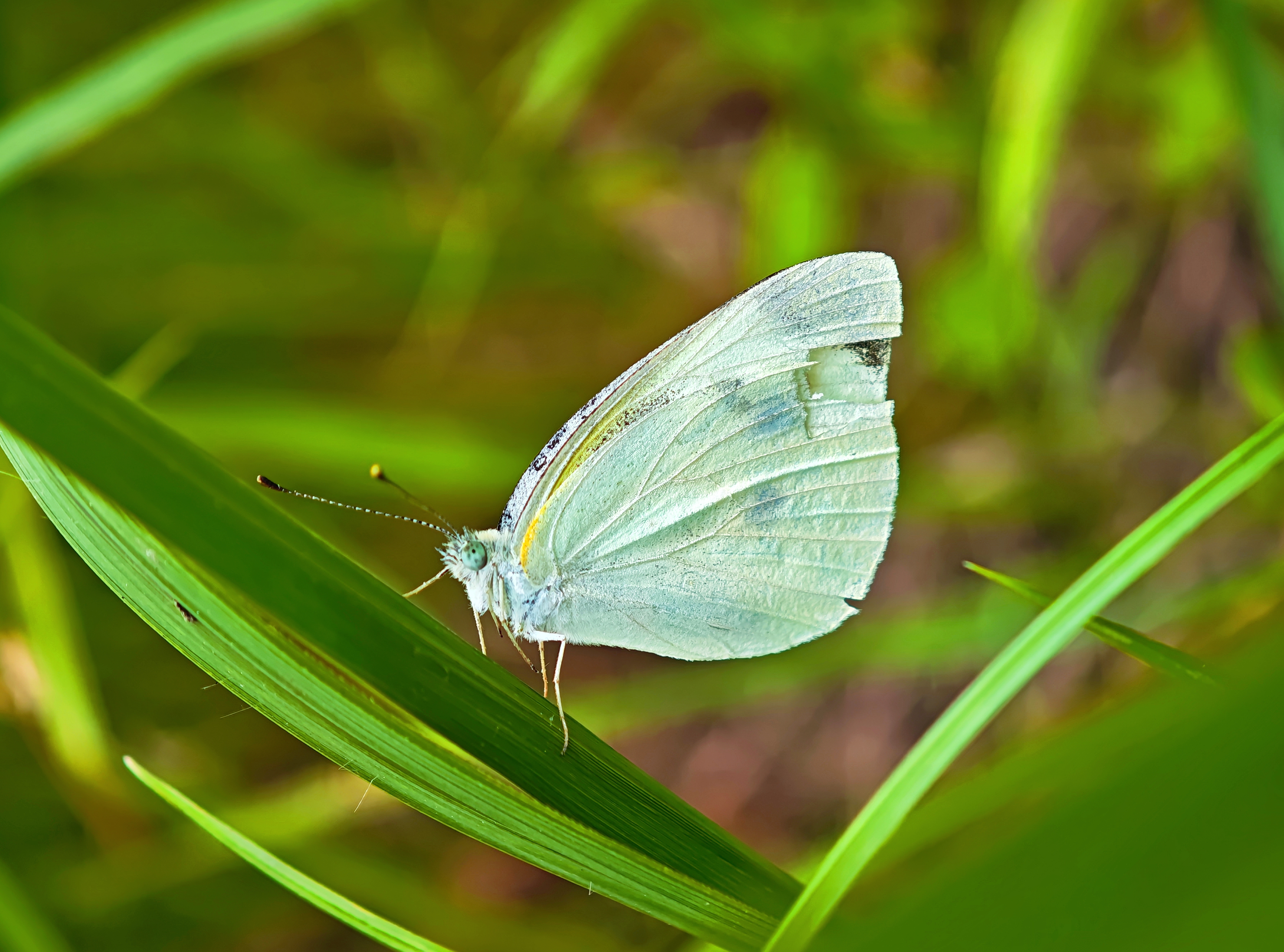 菜粉蝶