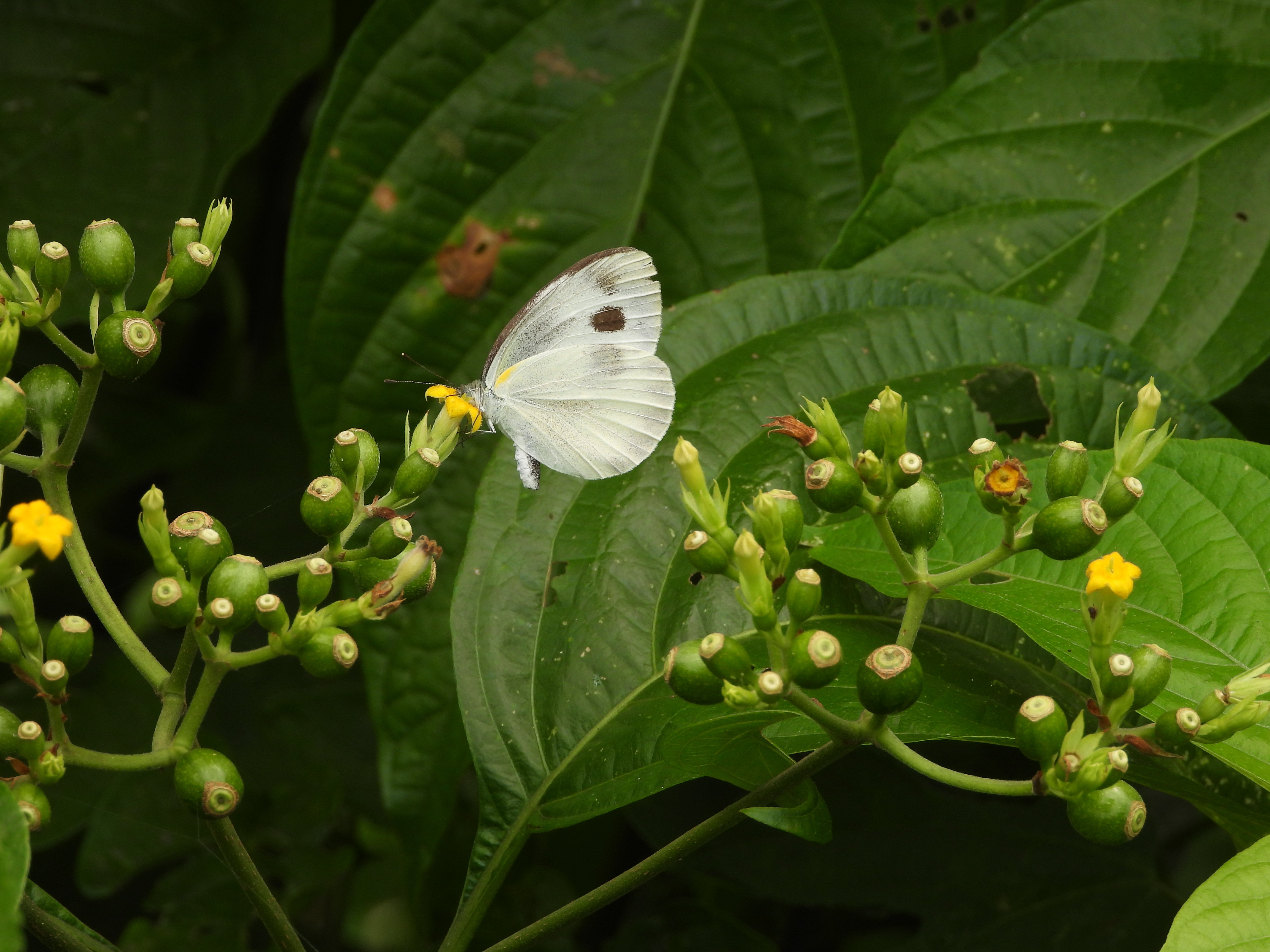 东方菜粉蝶