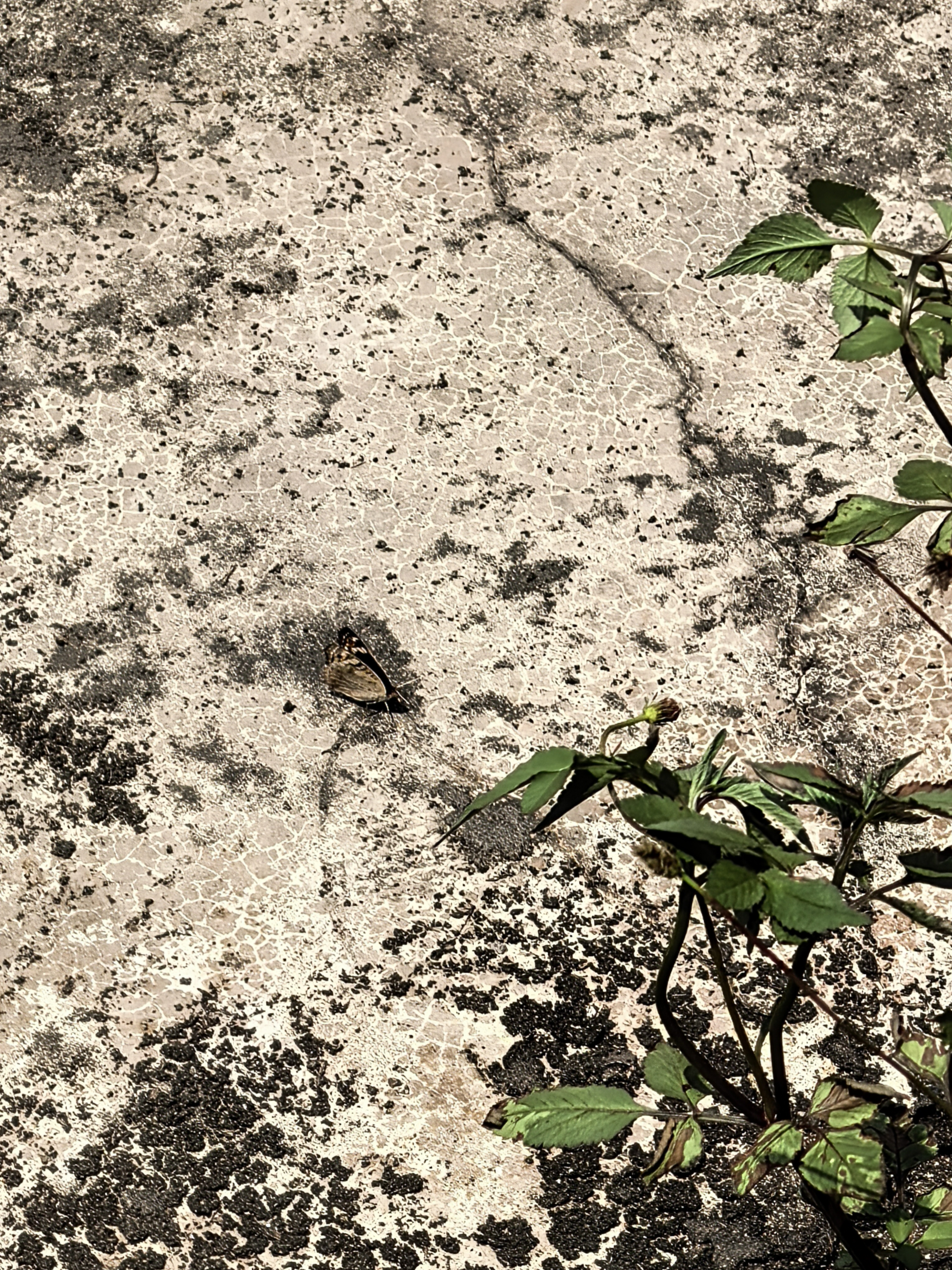 翠蓝眼蛱蝶