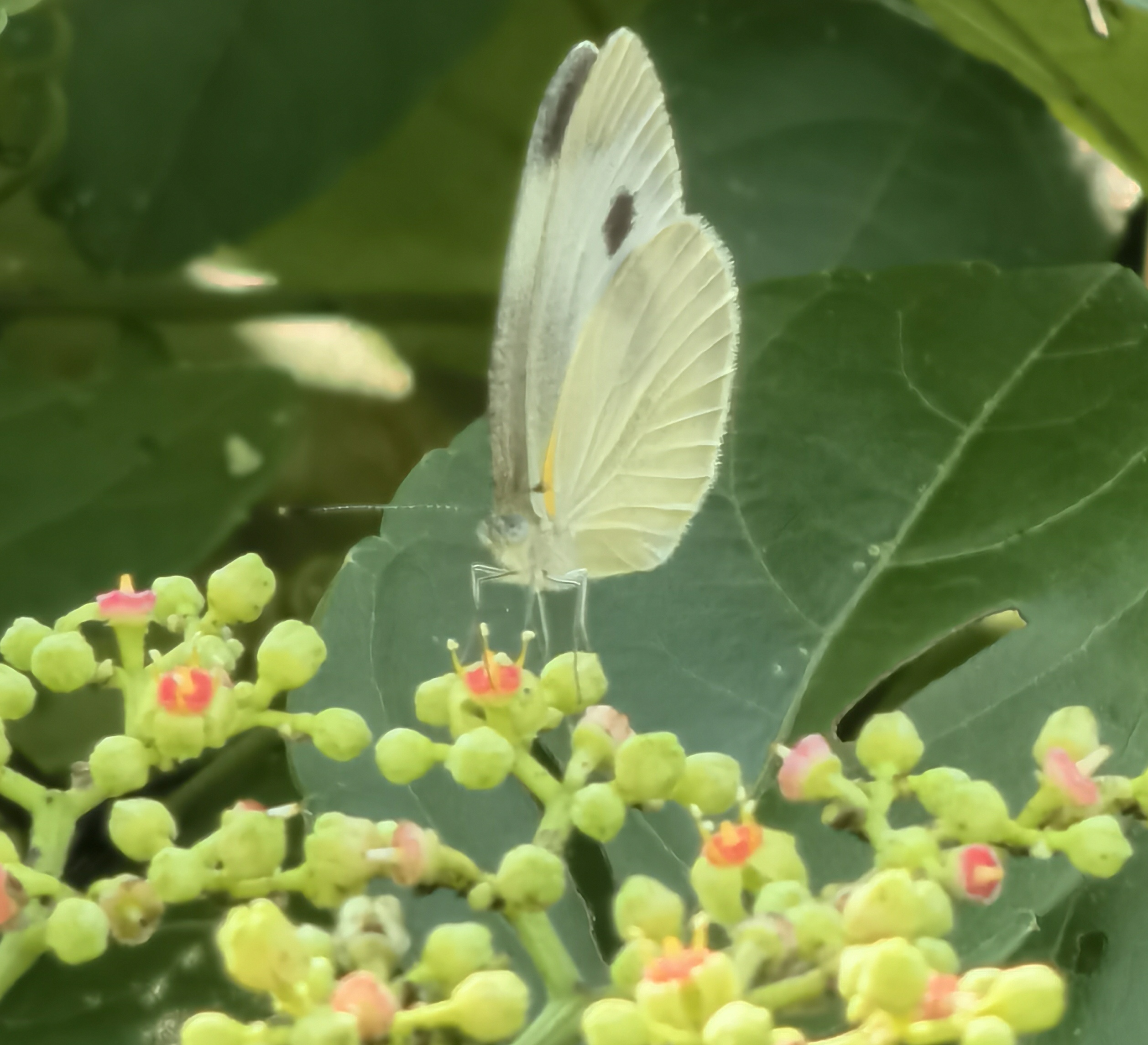 东方菜粉蝶