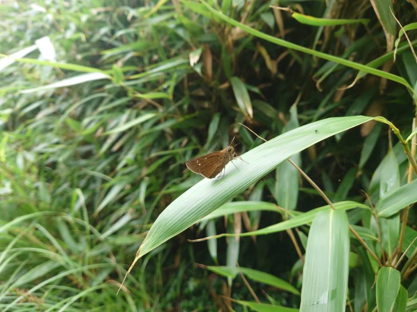 ranrunna珂弄蝶的公开观测照片