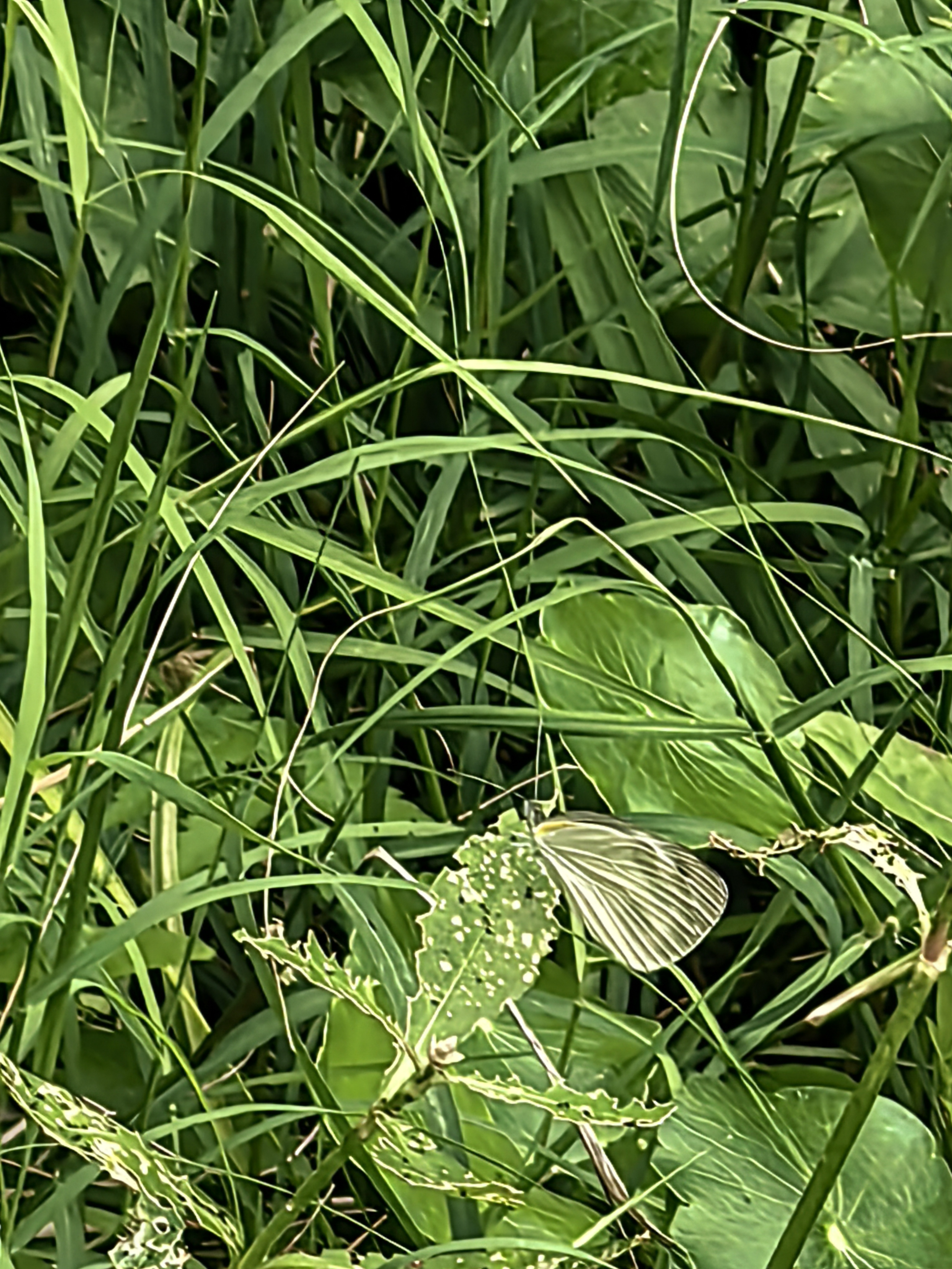 东方菜粉蝶