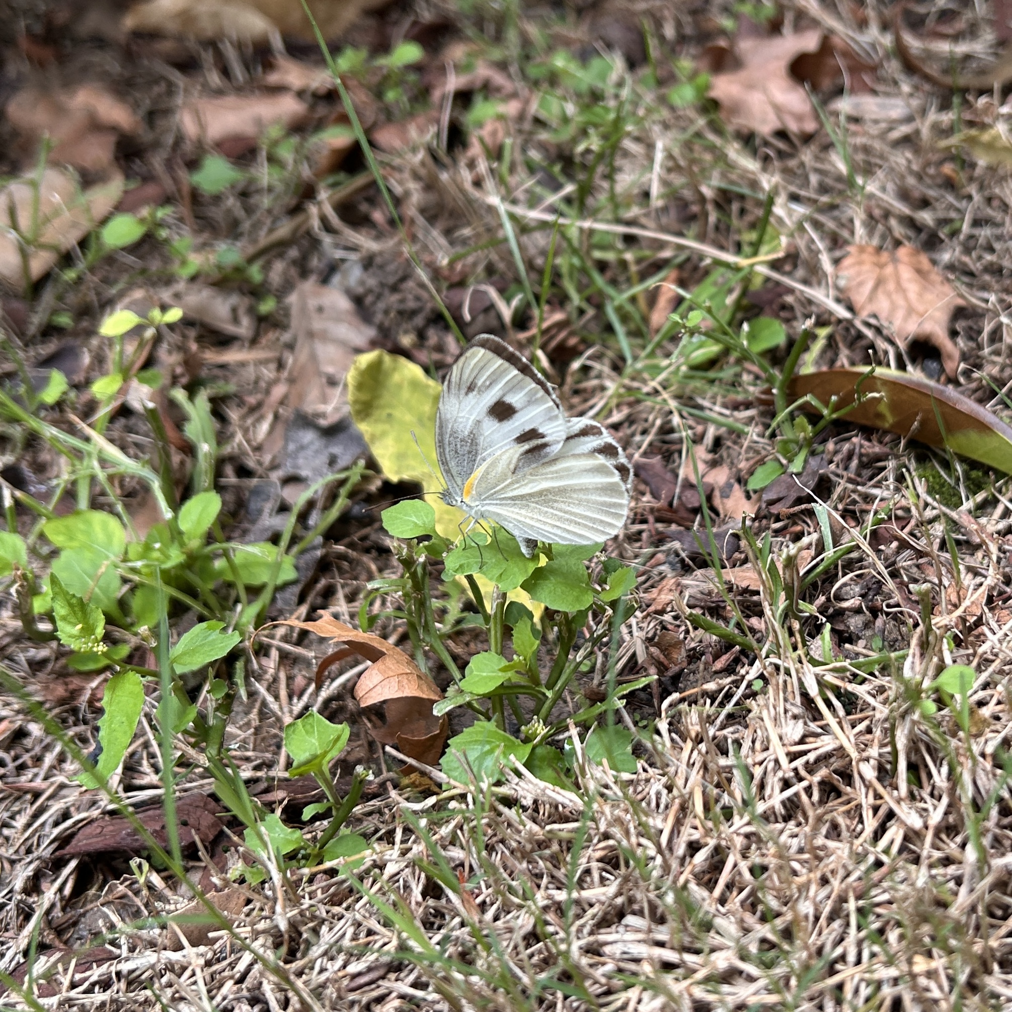 东方菜粉蝶