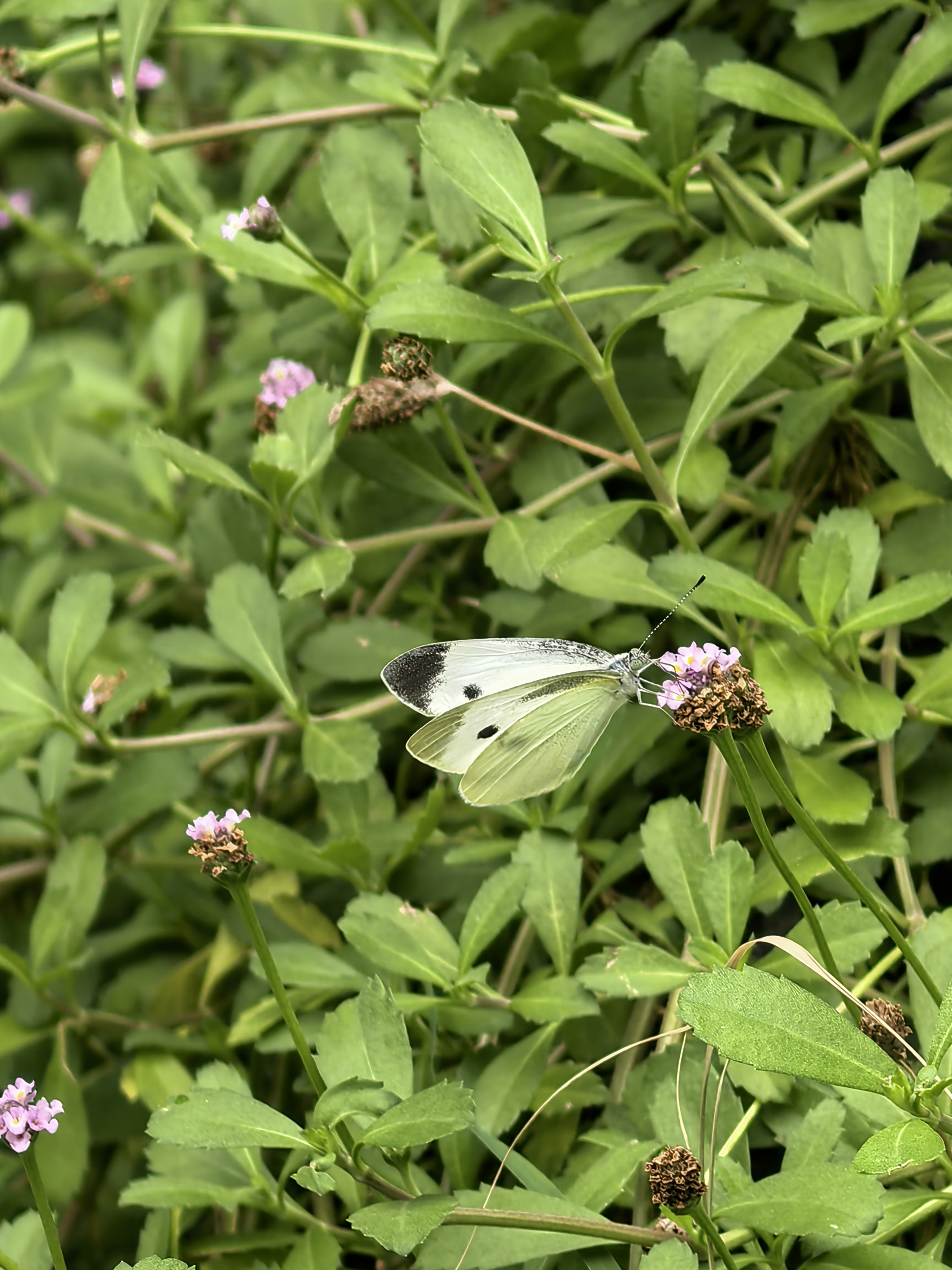 菜粉蝶