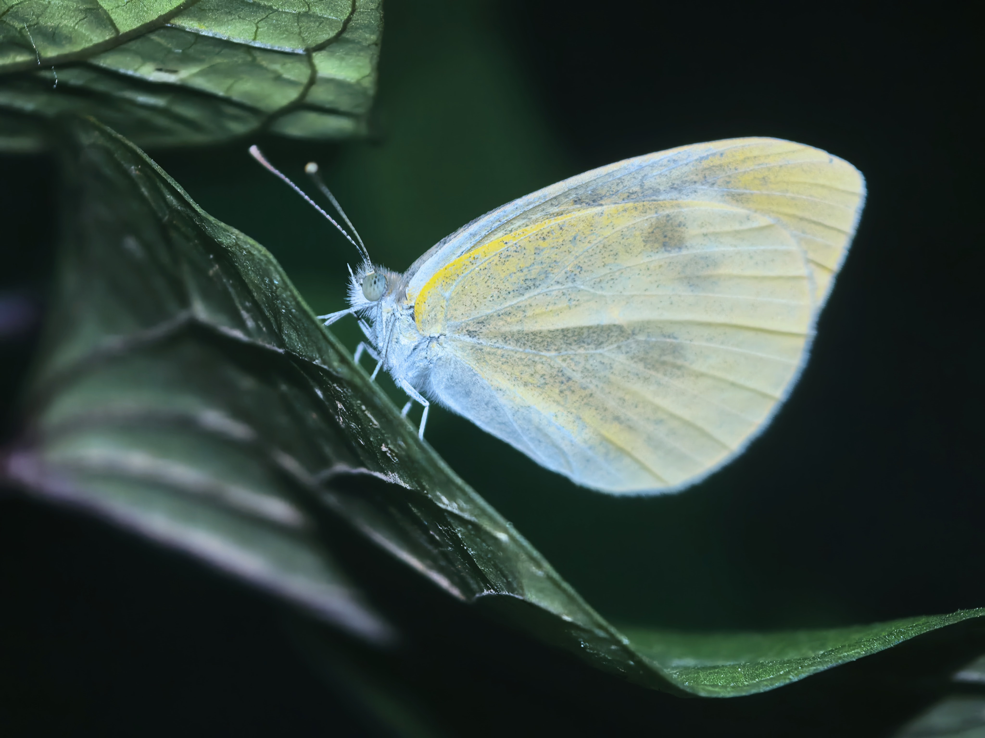 东方菜粉蝶