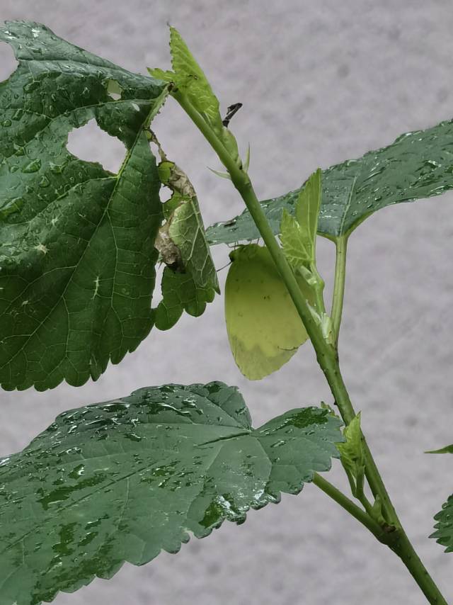 北黄粉蝶