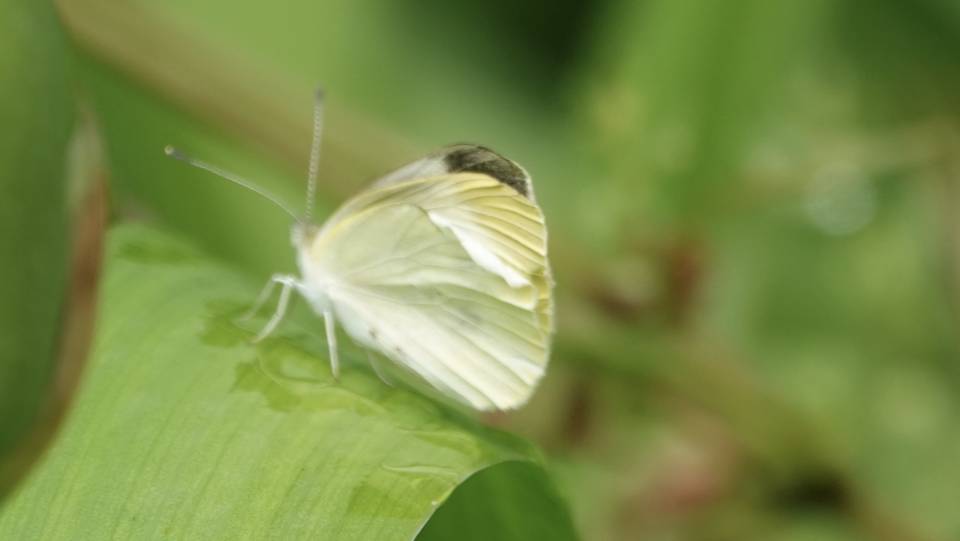 菜粉蝶