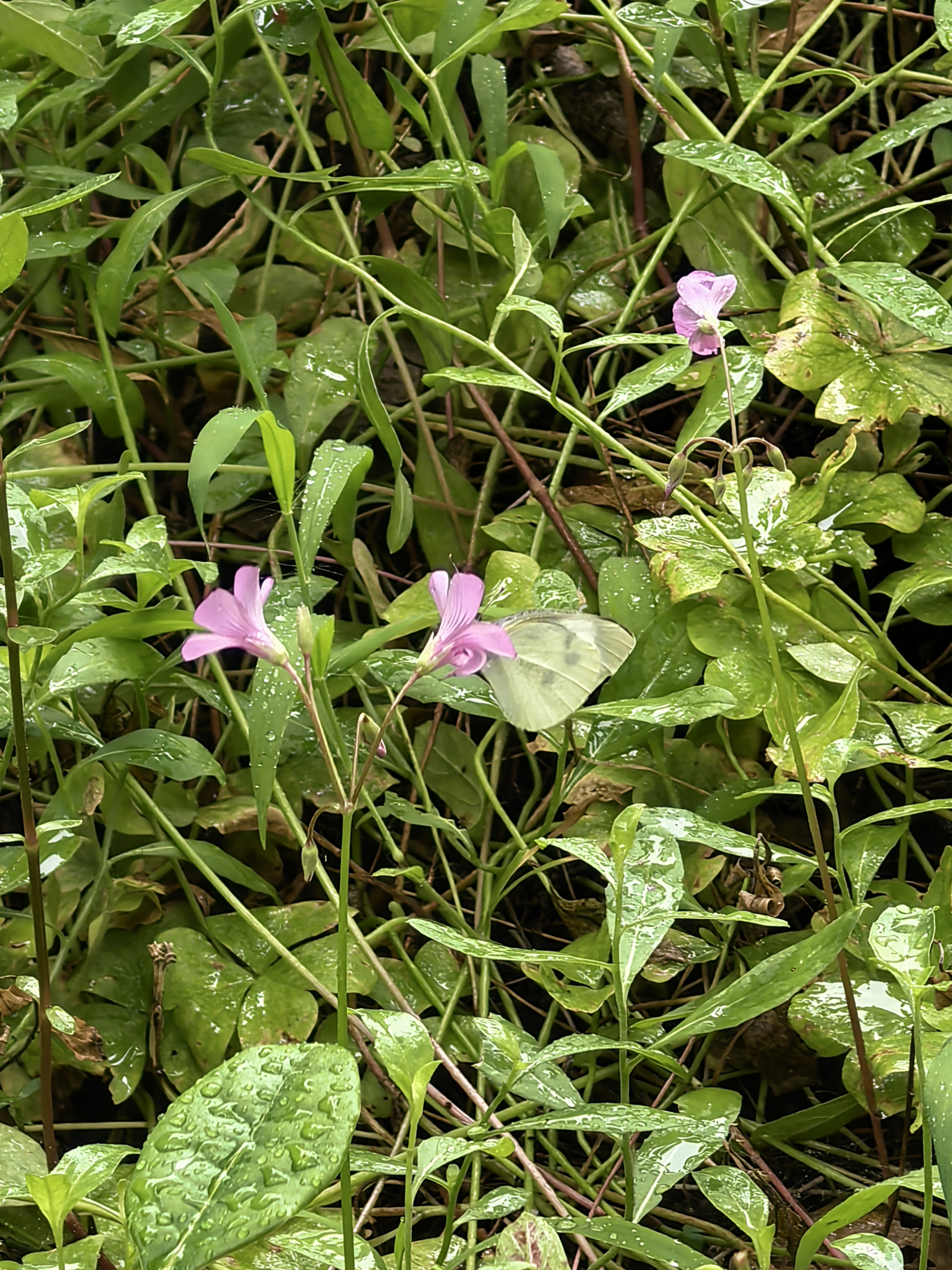 菜粉蝶