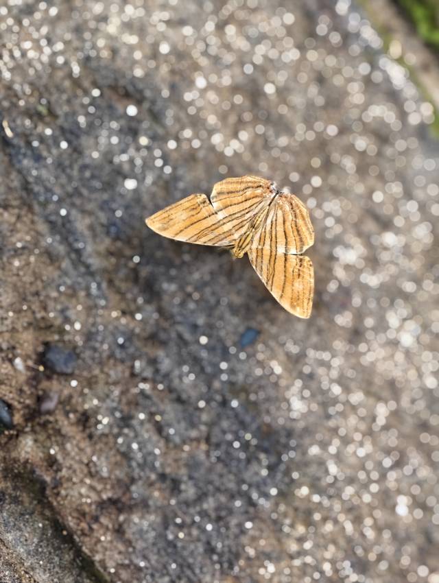 黄绢坎蛱蝶