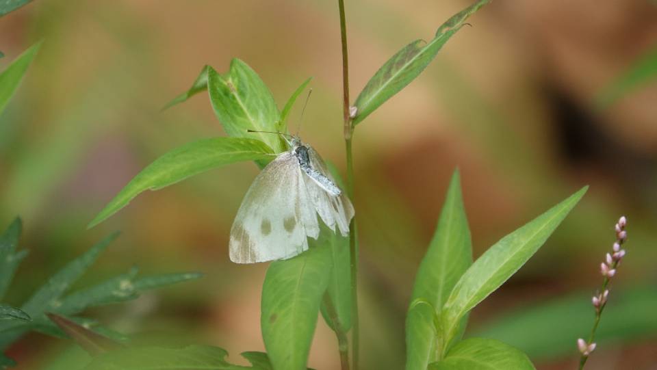 菜粉蝶