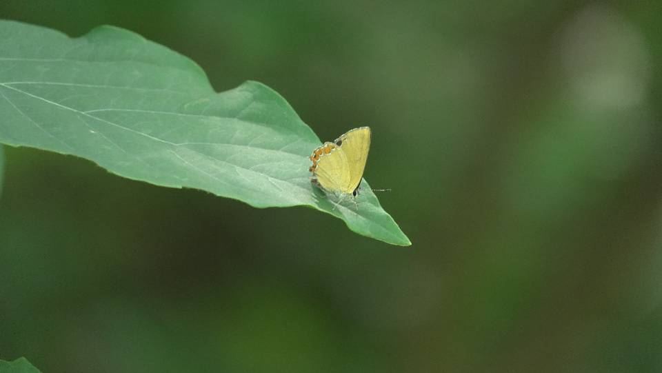 莎菲彩灰蝶