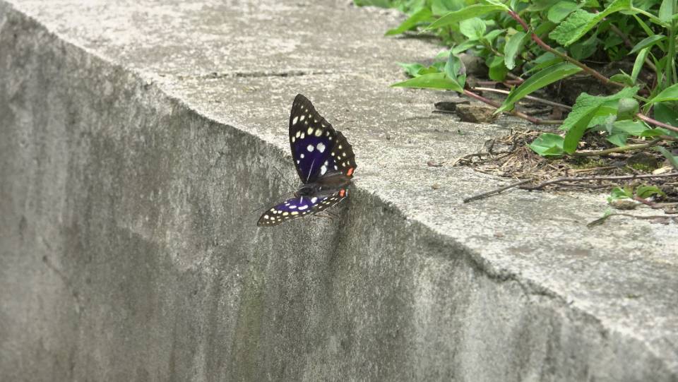 大紫蛱蝶