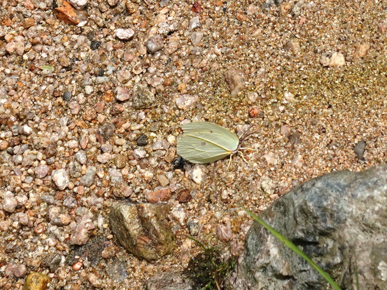 圆翅钩粉蝶