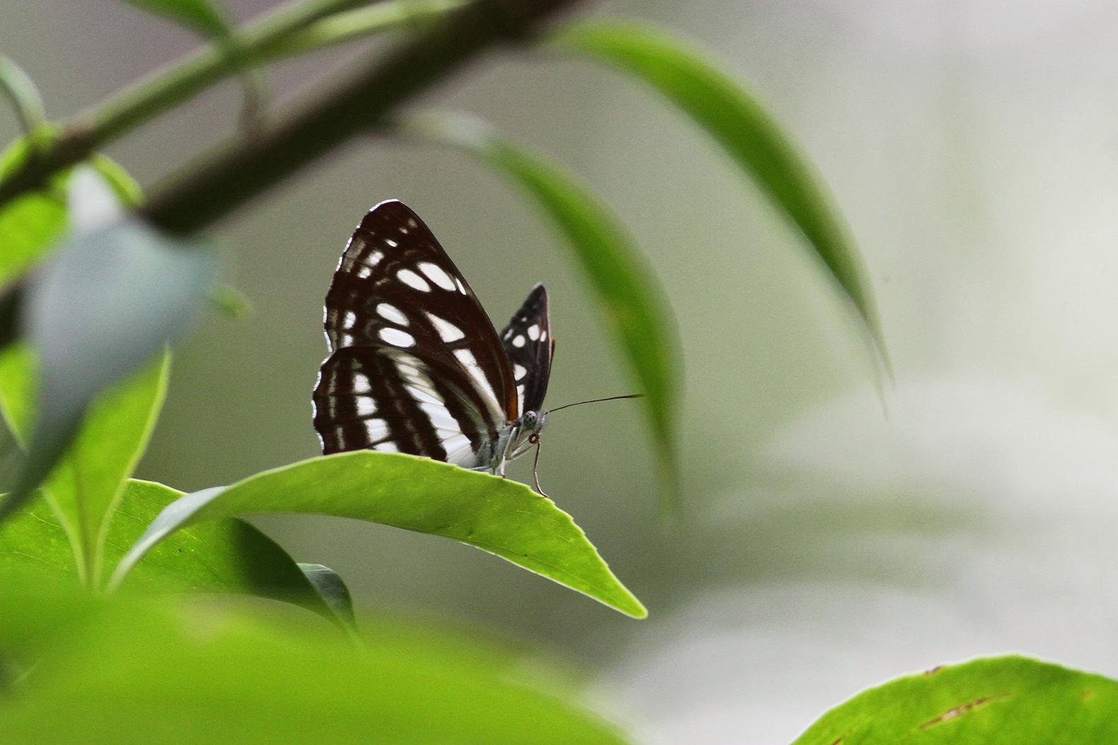 小环蛱蝶