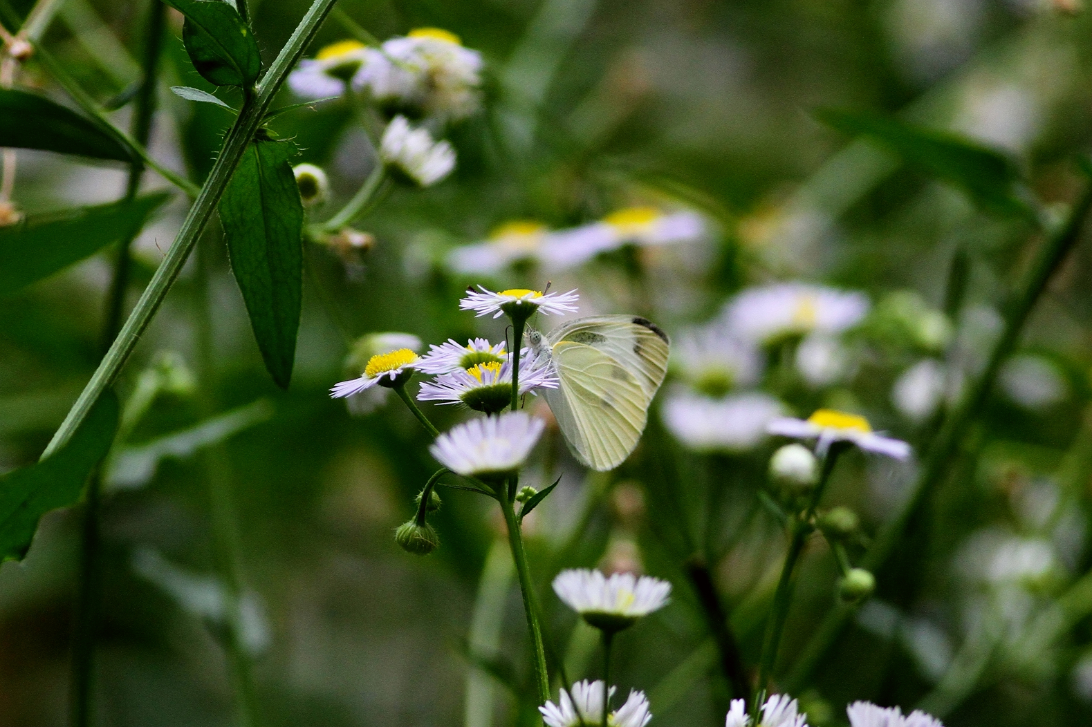 菜粉蝶