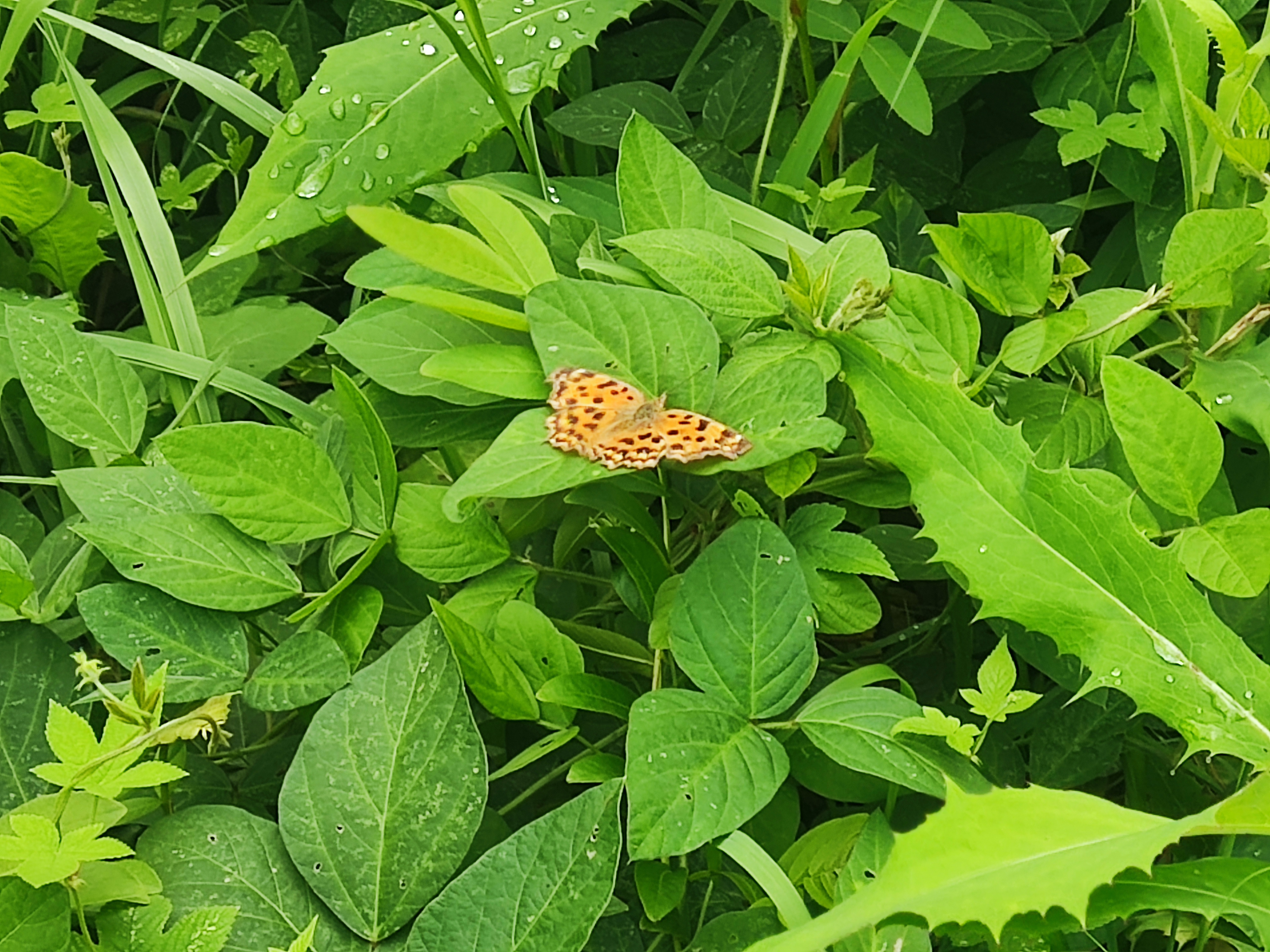 黄钩蛱蝶