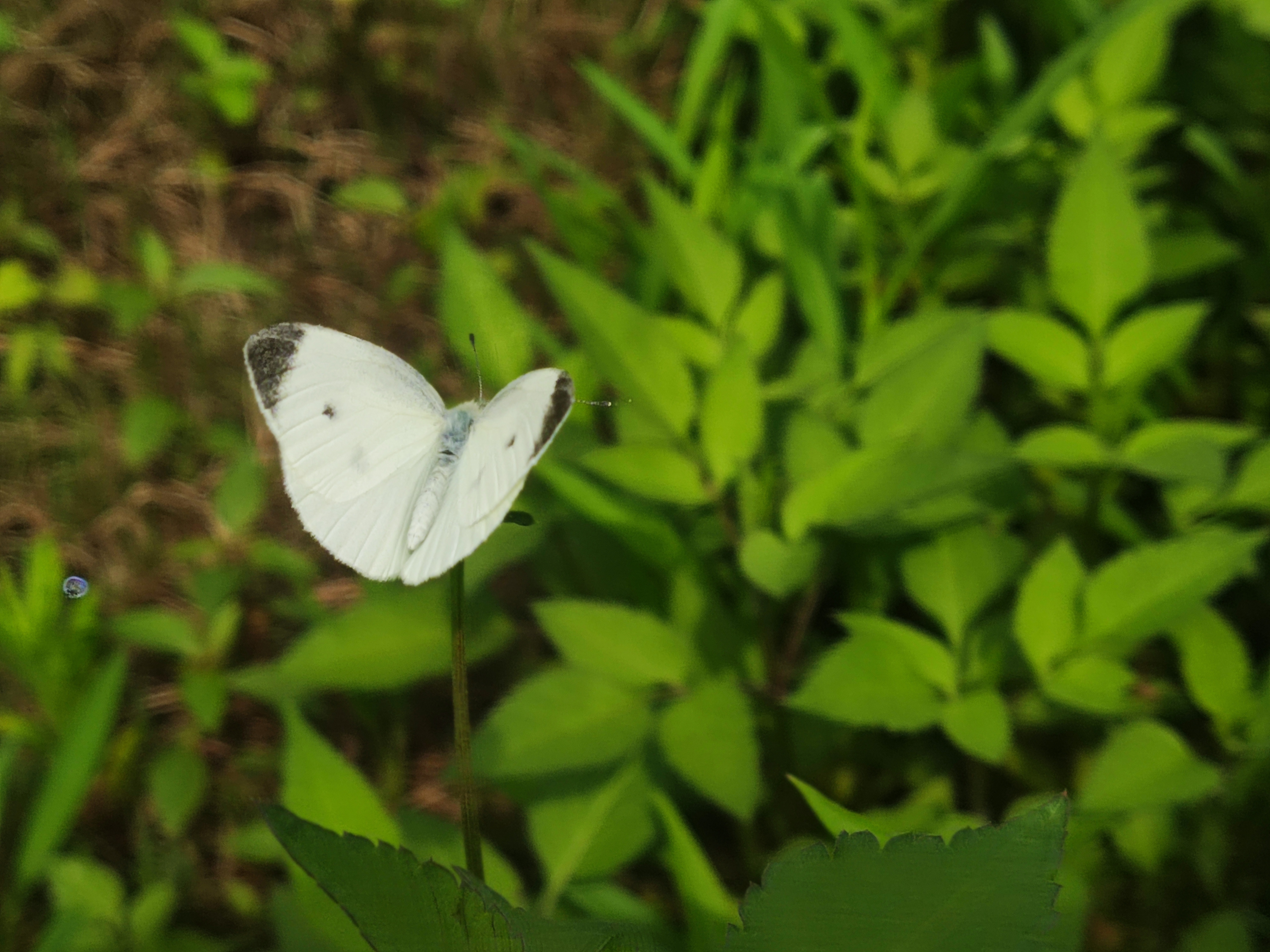 菜粉蝶