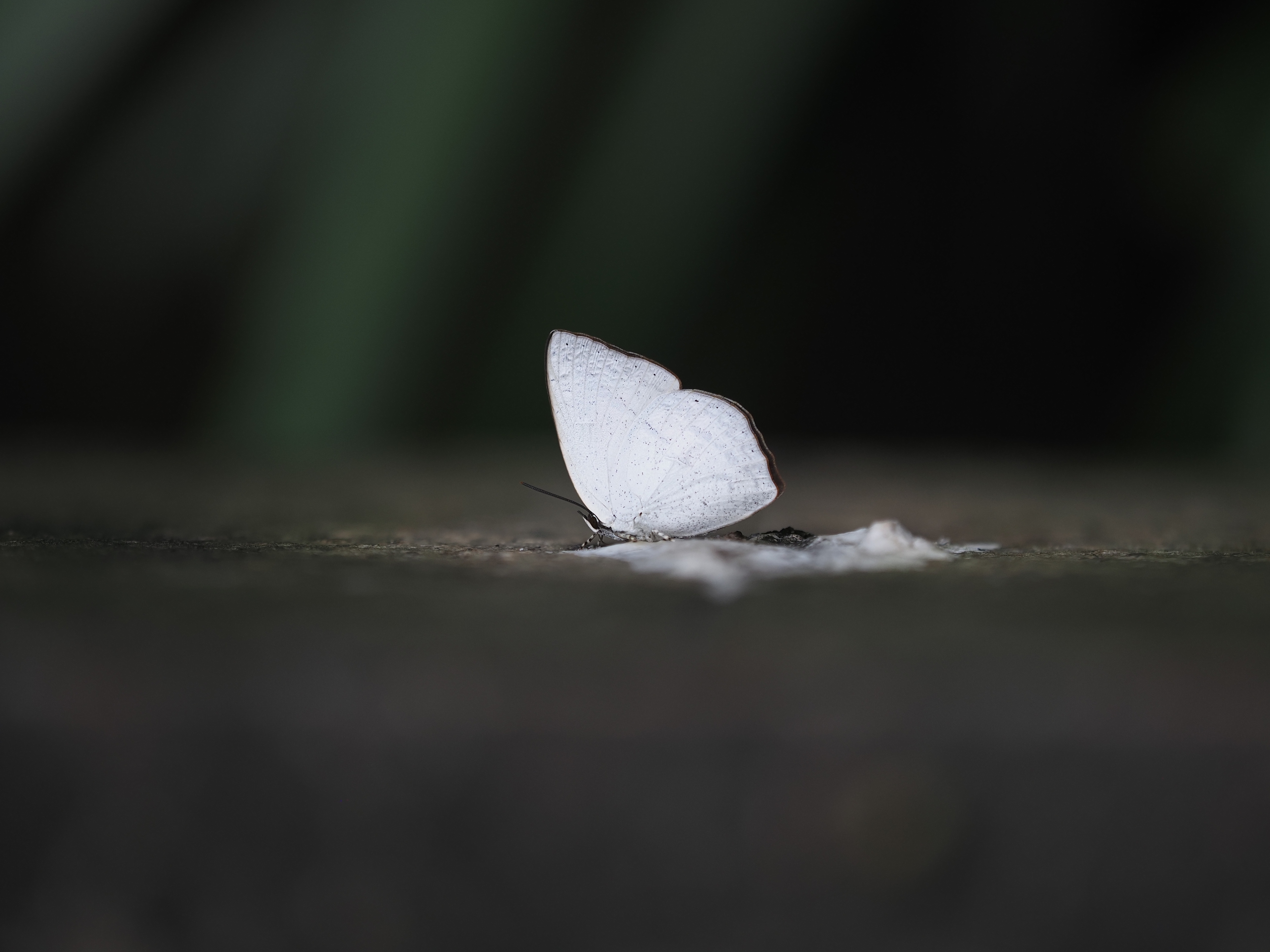 尖翅银灰蝶