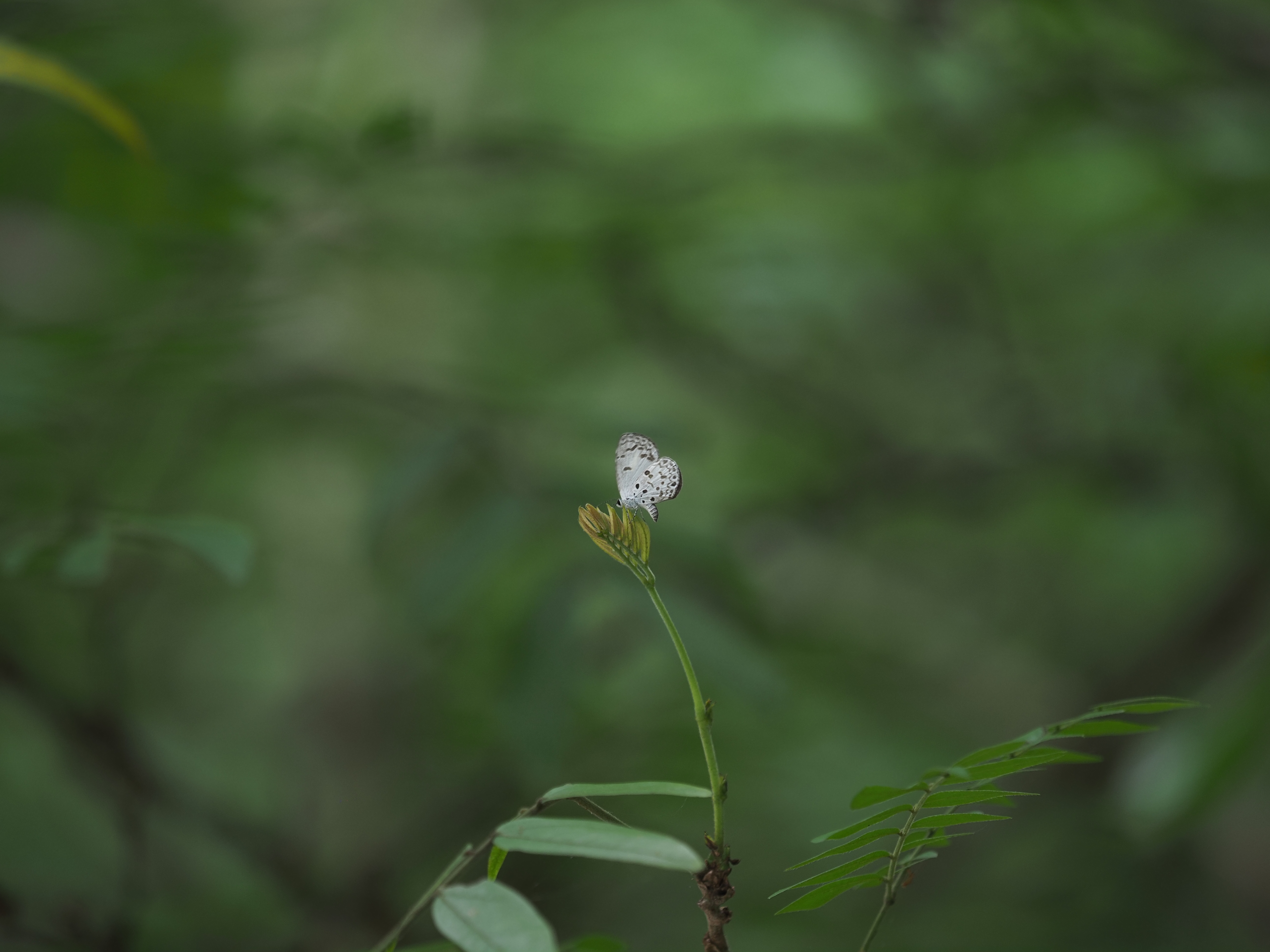 钮灰蝶